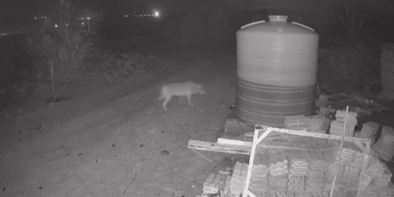 Nevşehir'de Kurt Yerleşim Yerine İnip, Yiyecek Aradı