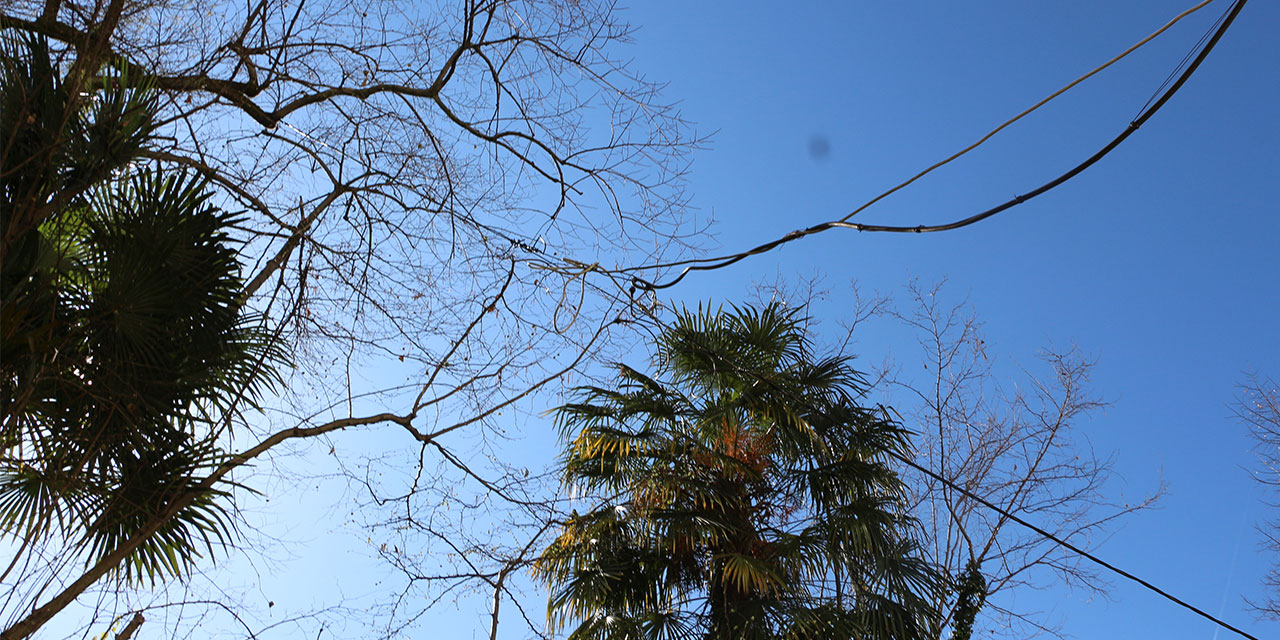 Rize'de elektrik direği gitti, 'elektrik ağacı' geldi