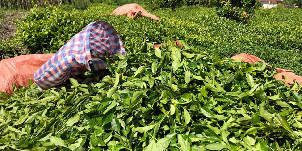 ÇAYKUR, 1 Haftada Yaklaşık 5 Bin Ton Çay Aldı