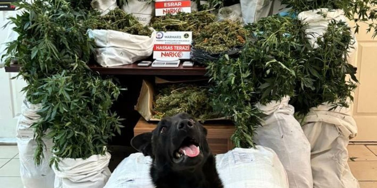 Muğla'da 'Çabuk' Adlı Suç Örgütüne Operasyon: 7 Gözaltı