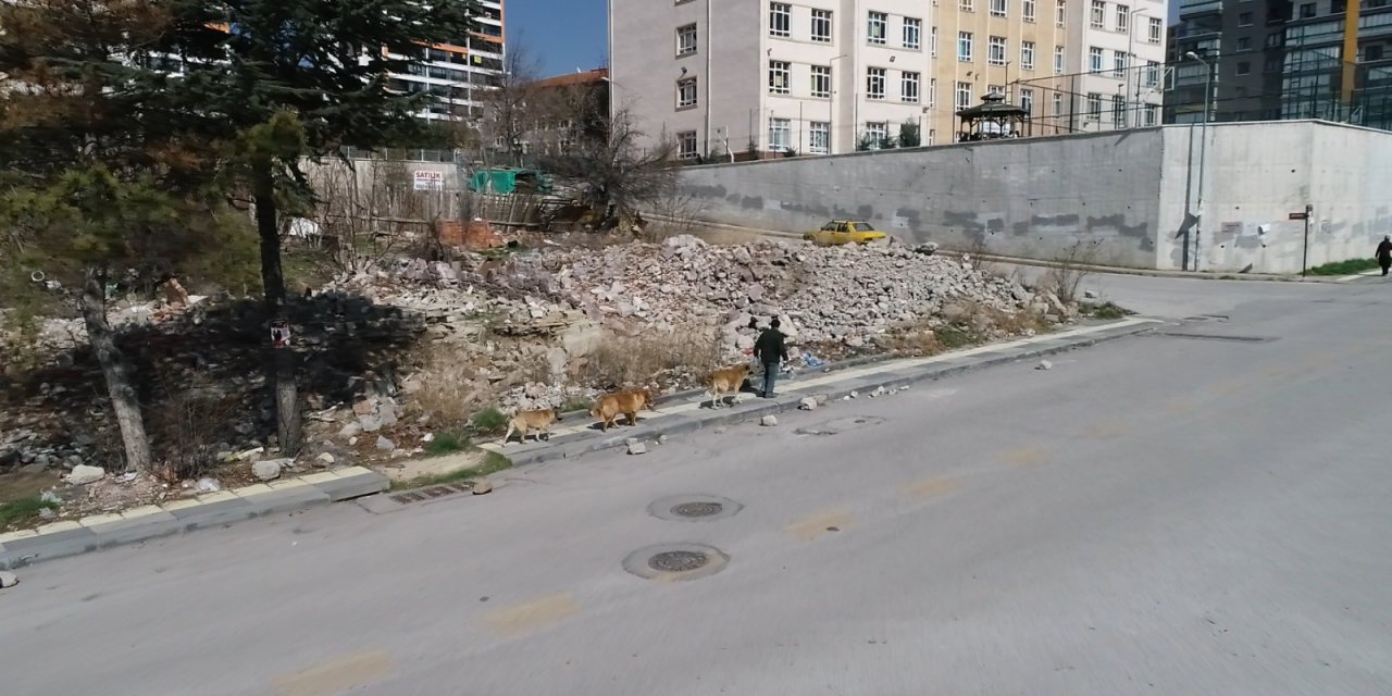 Okul Yolunda Köpek Korkusu