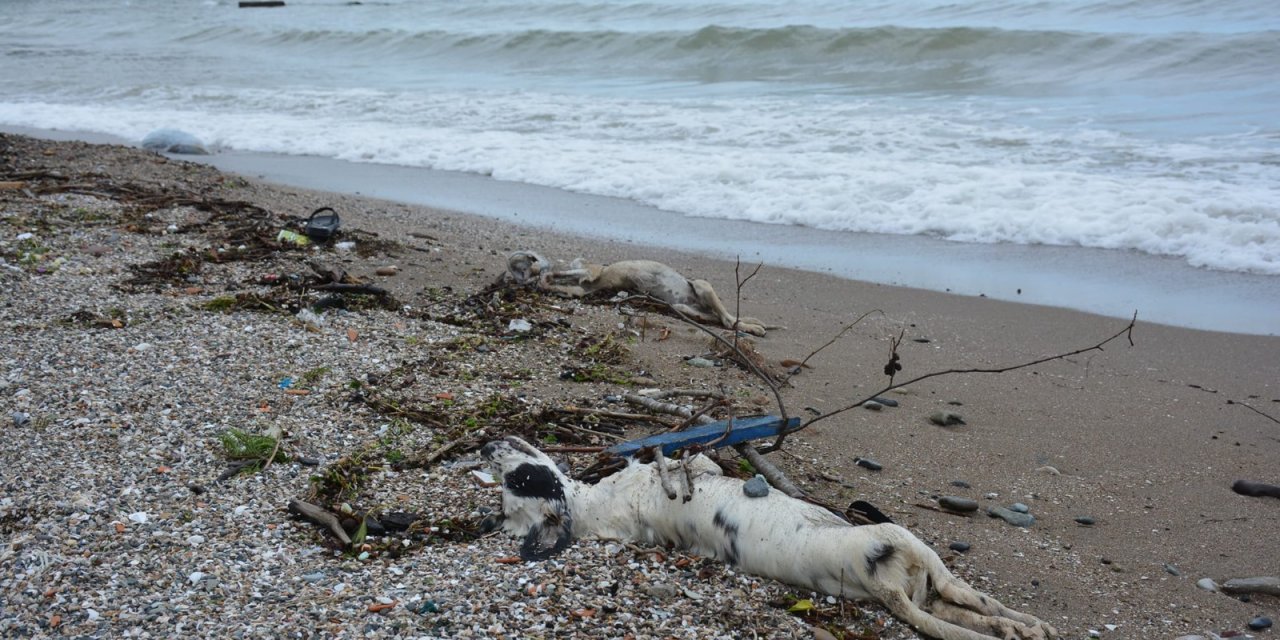 Giresun'da Sahilde Çok Sayıda Ölü Köpek Bulundu