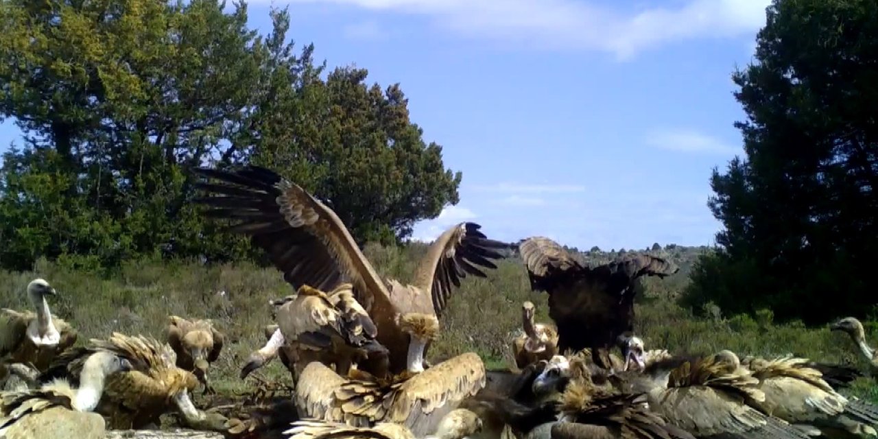 Kurtlar Ve Akbabalar Beslenirken Fotokapanla Görüntülendi