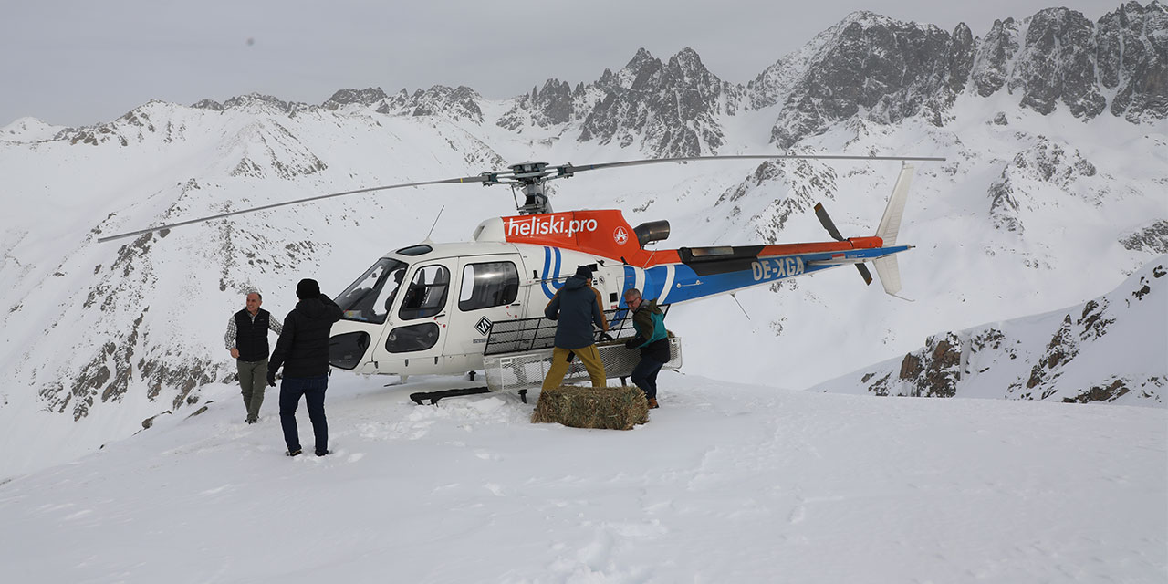 Çengel boynuzlu dağ keçileri için Kaçkarlar'a helikopterle yem taşındı