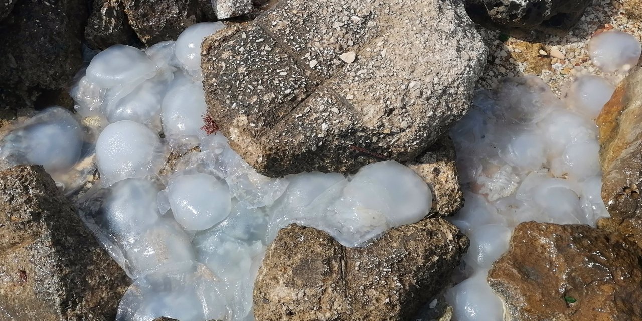 Mersin Sahillerine Çok Sayıda Ölü Denizanası Vurdu
