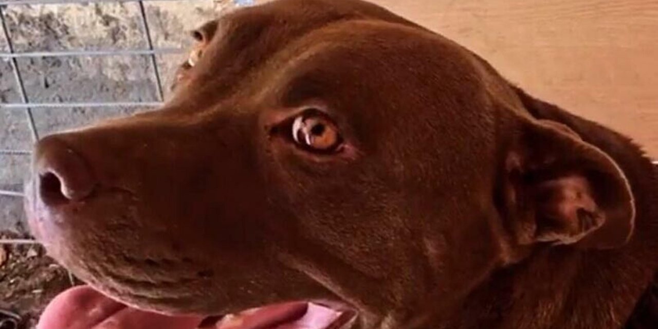 Şila'yı Kulübesinde Yakarak Öldüren Sanığın Cezası, İstinafta 4 Yıla Çıktı