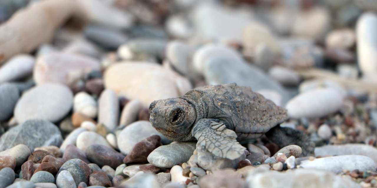 Yuva Yapacak Deniz Kaplumbağaları İçin Önlem Alındı; Hedef 3 Bin 500'den Fazla Yavru