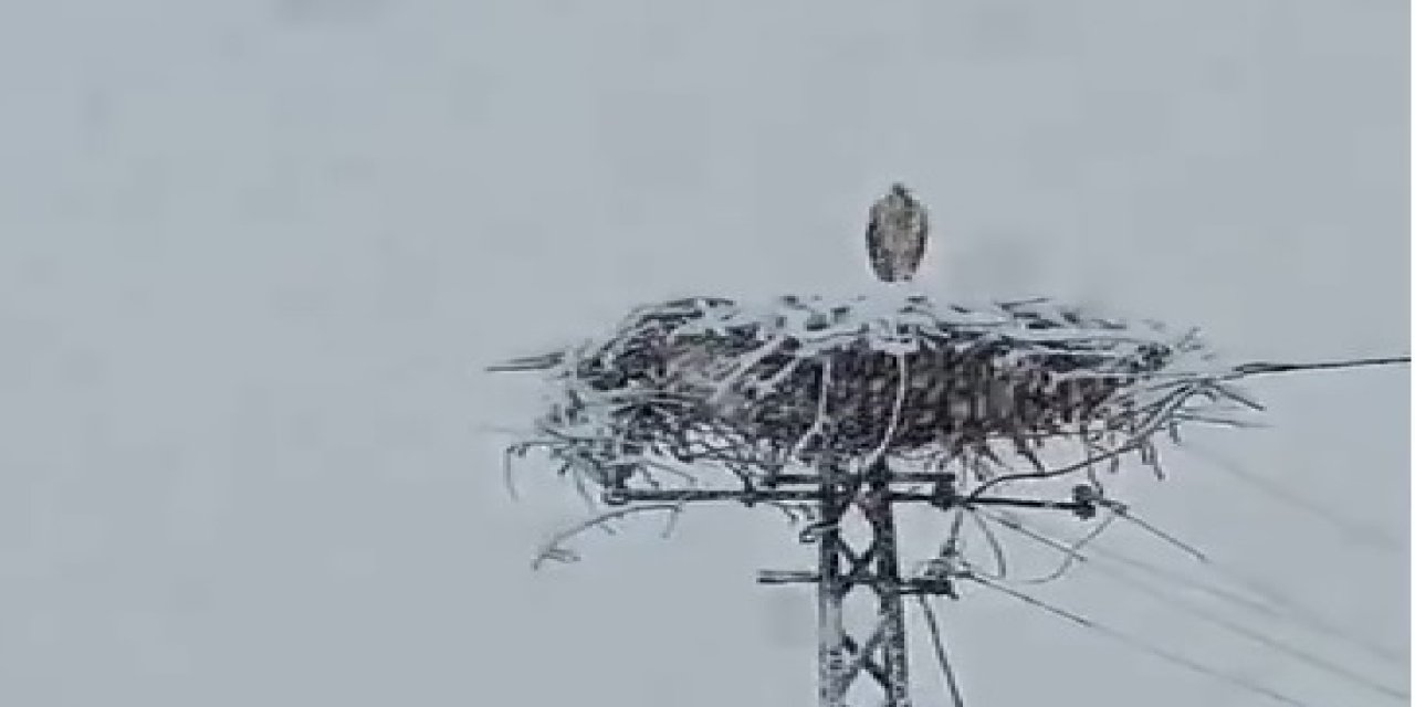 Baharın Müjdecisi 'Leylek' Kar Altında Kaldı