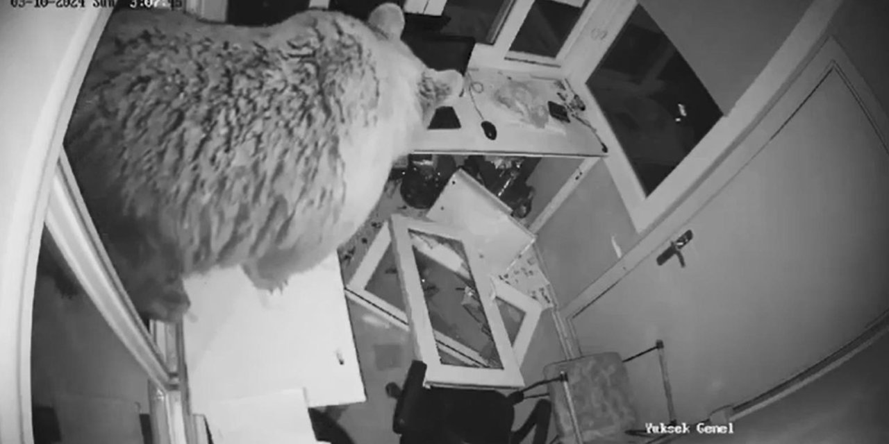 Güvenlik Kulübesine Giren Ayı Kamerada