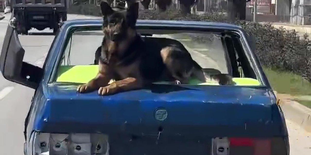 Hurda Otomobiliyle, Üzerinde Köpekle Kilometrelerce Yol Gitti