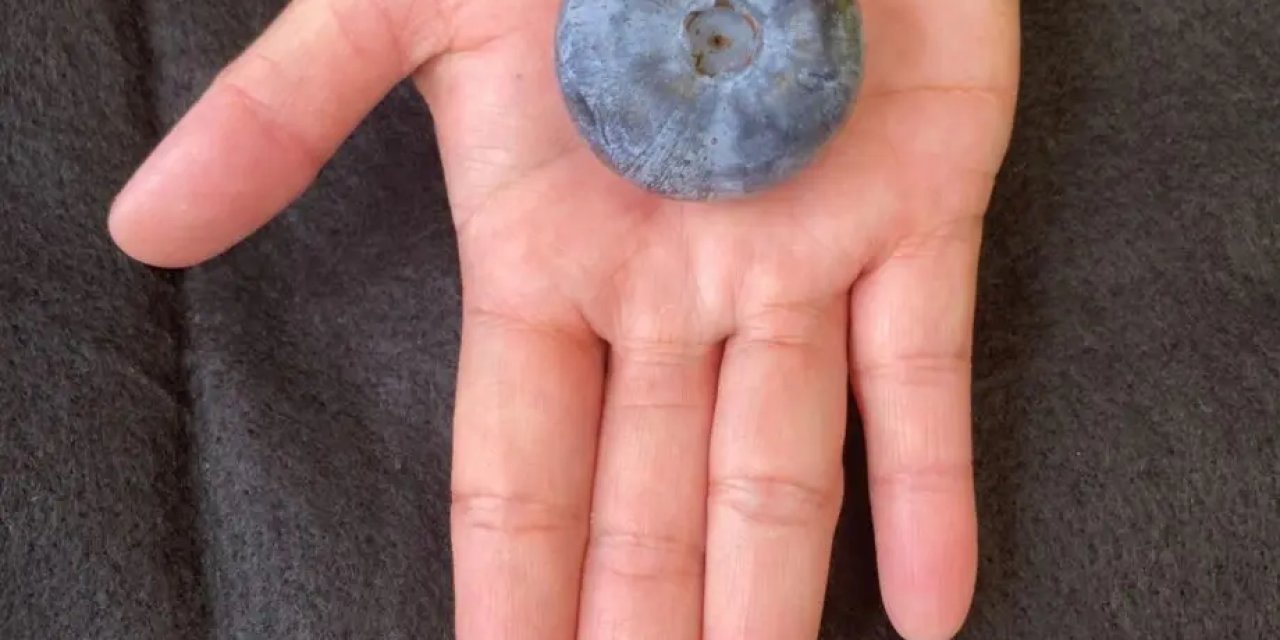 Avustralya’da Yetişen Yaban Mersini, Ağırlığıyla Dünya Rekoru Kırdı