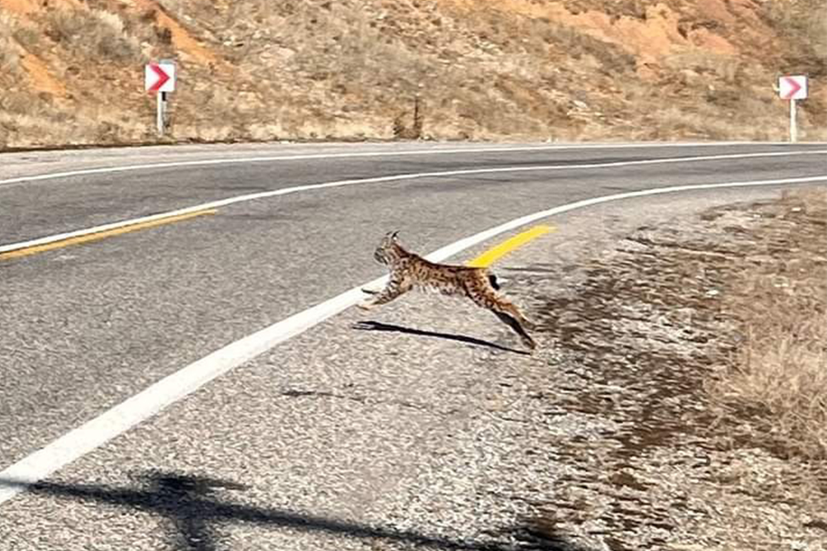 Tunceli'de kırmızı listedeki vaşak fotoğraflandı