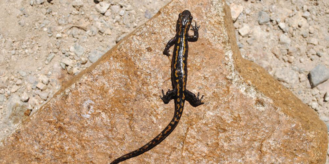 RTEÜ'lü Öğretim Üyeleri Kafkas Semenderinin Ölümüne Sebep Olan Hastalığı Araştırdı