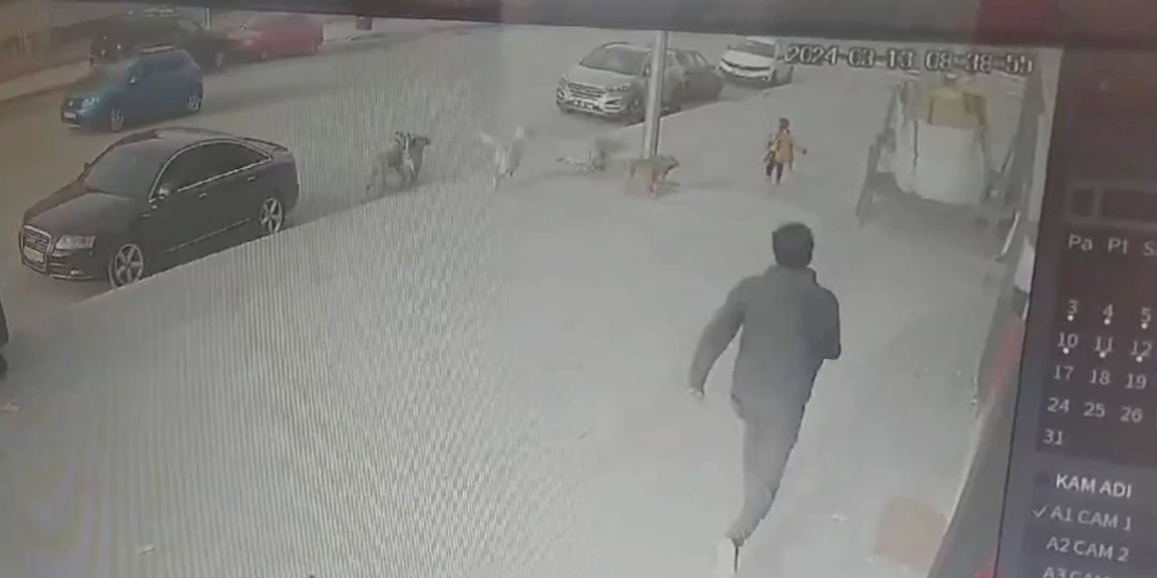 Sokak Köpeklerinin İlkokul Öğrencisine Saldırdığı Anlar Kamerada