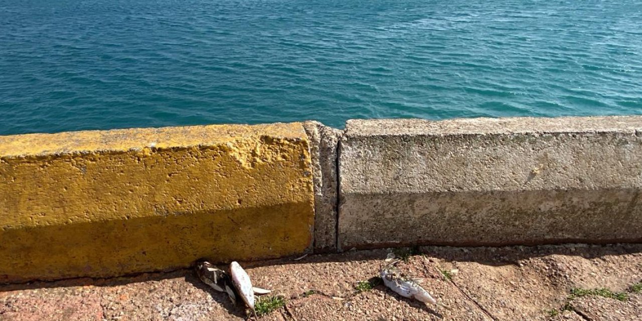 Balon Balıkları İçin 'Karada Ölüm' Uyarısı