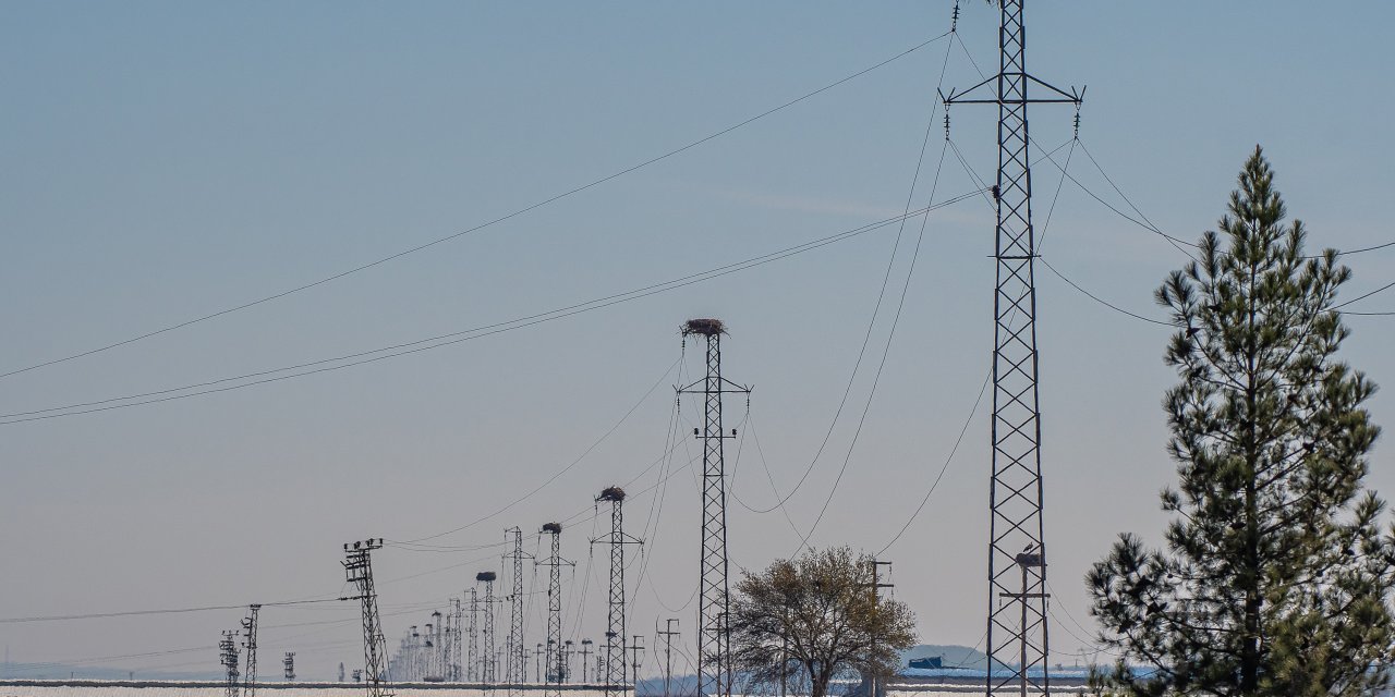 Leylekler, Kışı Dicle Vadisi'nde Geçirdi