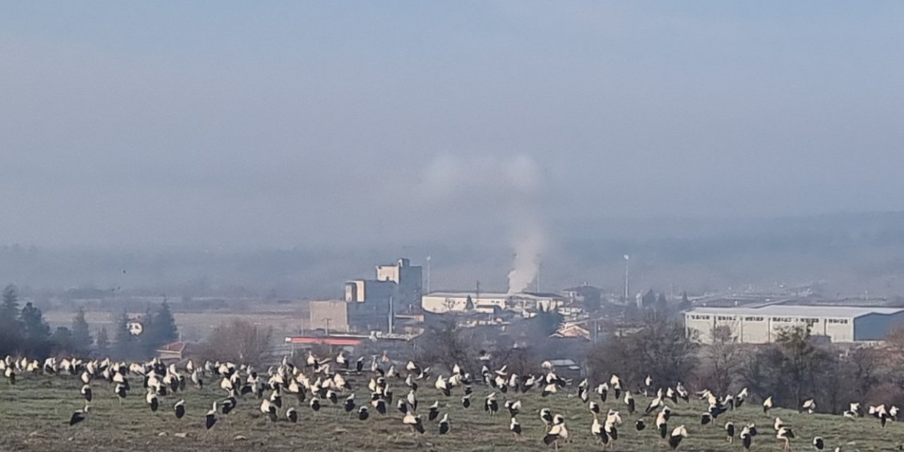 Göç Yolundaki Leylekler Domaniç'te Mola Verdi