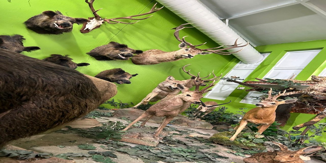 85 Yaşındaki Avcının Kaçak Hayvan Müzesi;  Anadolu Kaplanı'nı Vurdu, Çizgili Geyik İçin 2 Hafta Ağaçta Kaldı