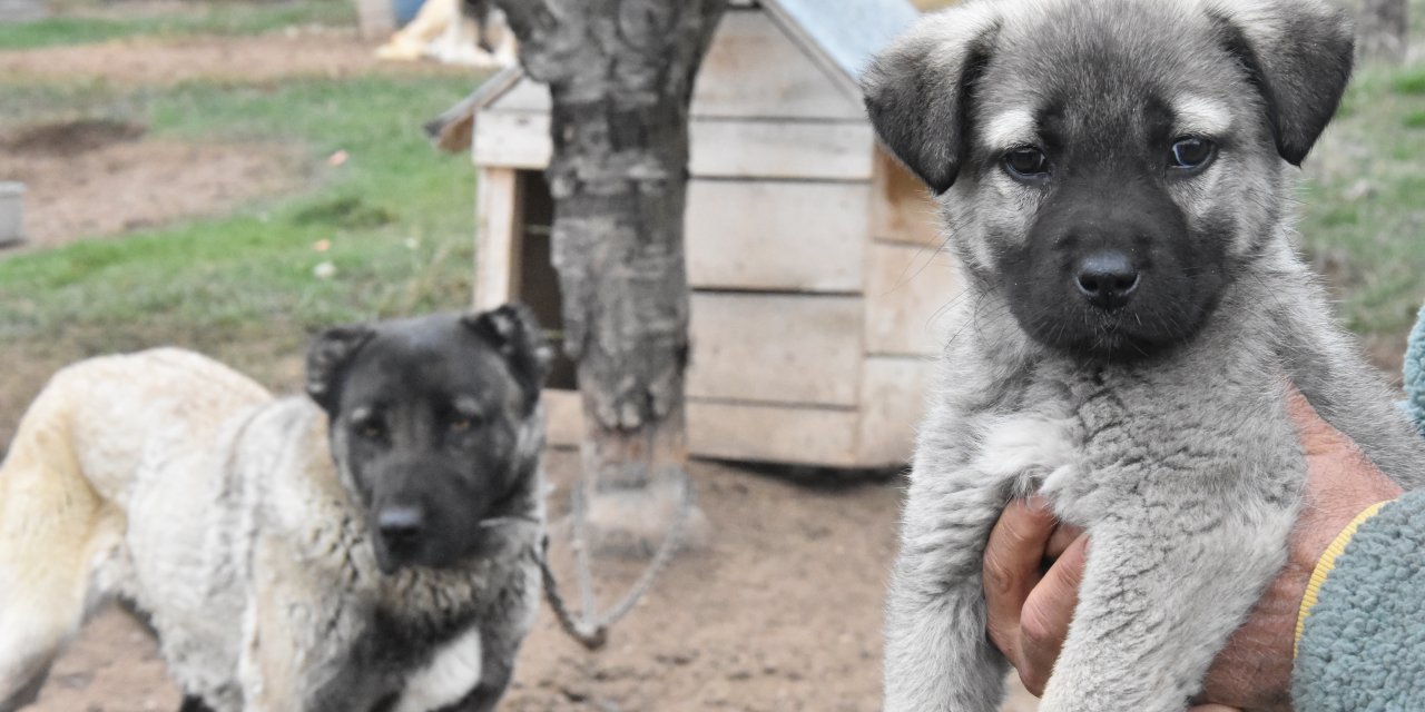 İklim Değişikliği, Kangalların Hormonlarını Etkiledi