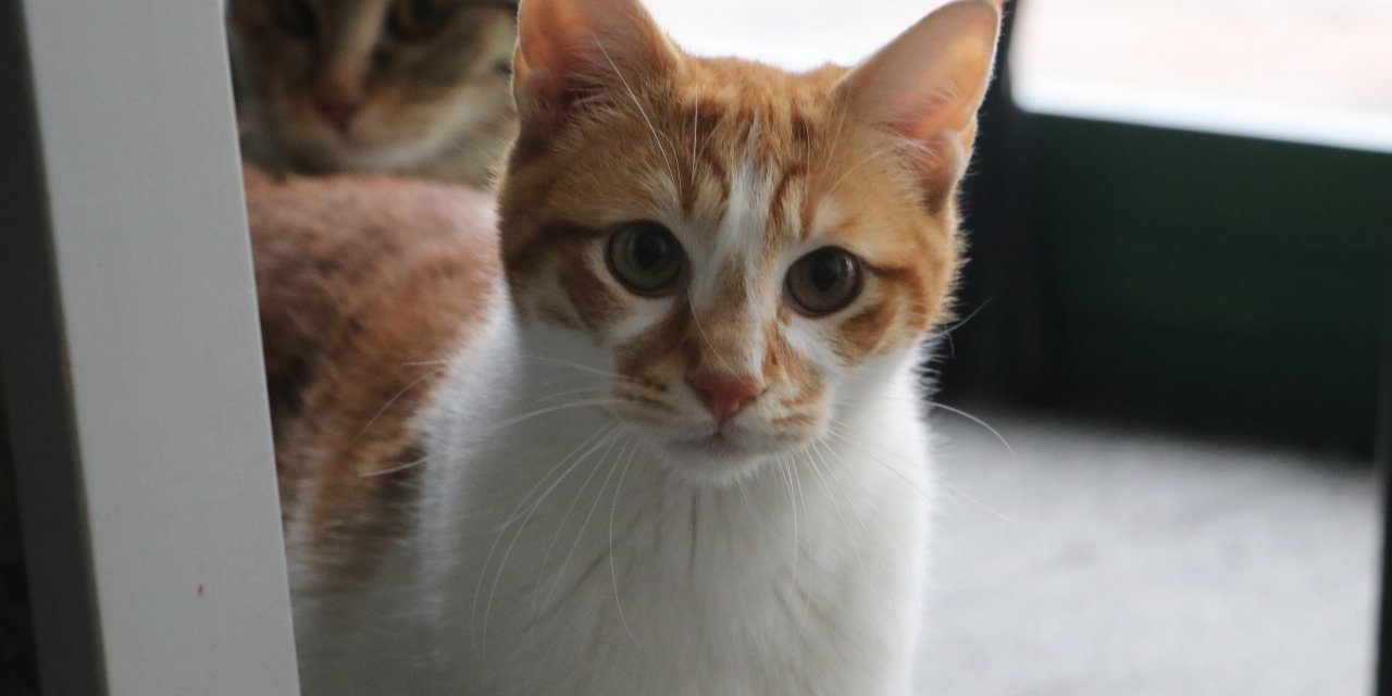 Anneleri Depremden Kurtarılan 'Patrick' Ve 'sandy'ye Yeni Yuva Aranıyor