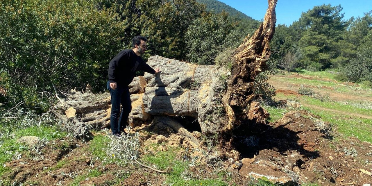 Bodrum'da Kesilen 30 Zeytin Ağacı İçin 30 Bin Lira Ceza