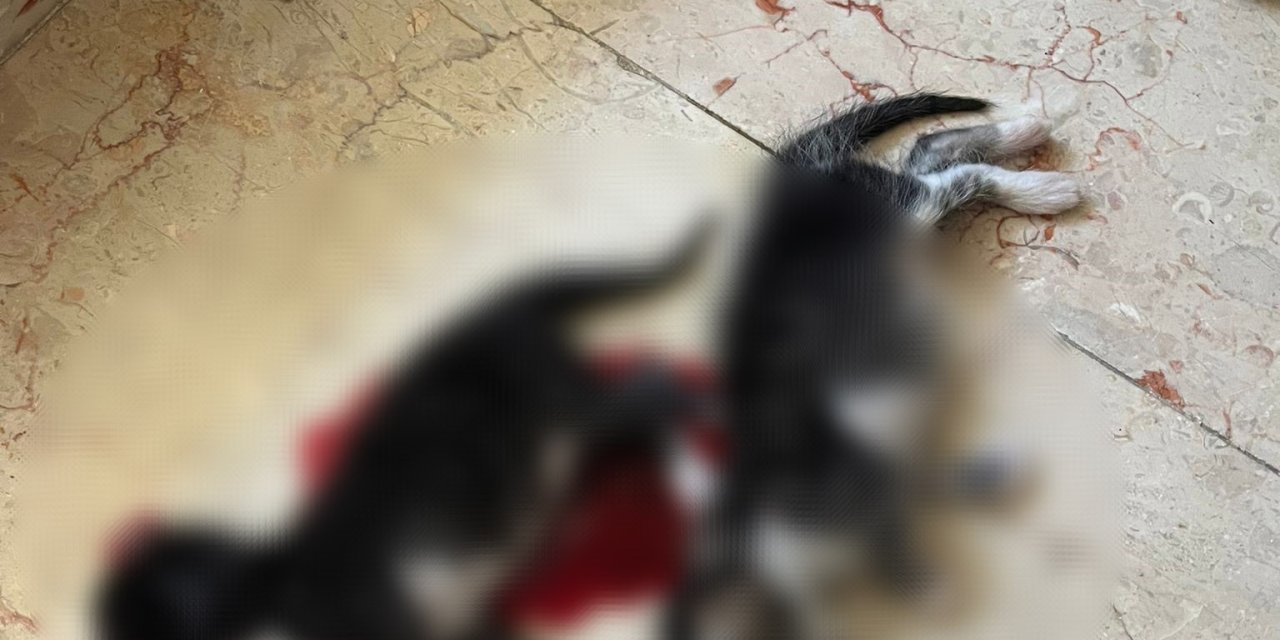 6 Yavru Kedi Başları Kesilerek Öldürülldü