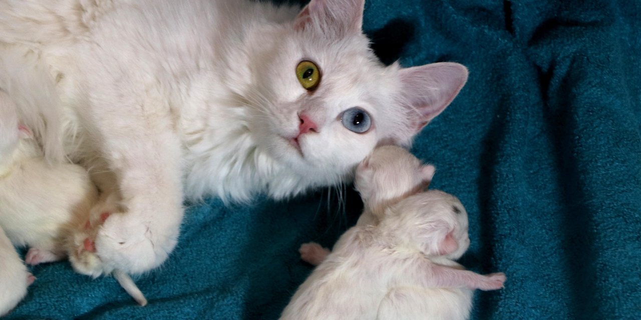 Van Kedi Villasında Yavru Heyecanı, 2024'ün İlk Yavruları Dünyaya Geldi