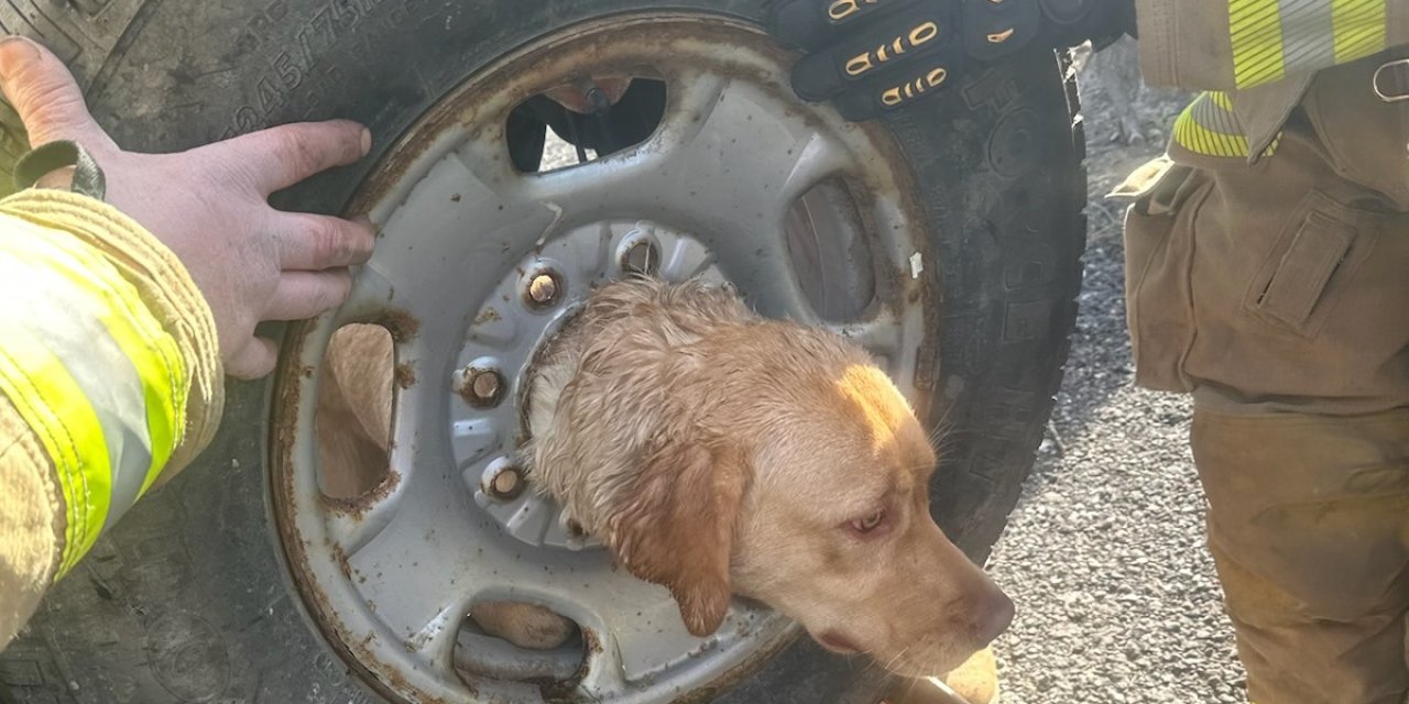 Kafasını Aracın Tekerlek Jantına Sıkıştıran Köpek Ekiplerce Kurtarıldı