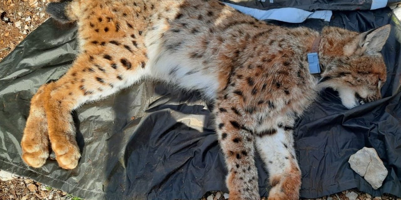 Balkan Vaşağına İlk Kez Uydu Verici Takıldı