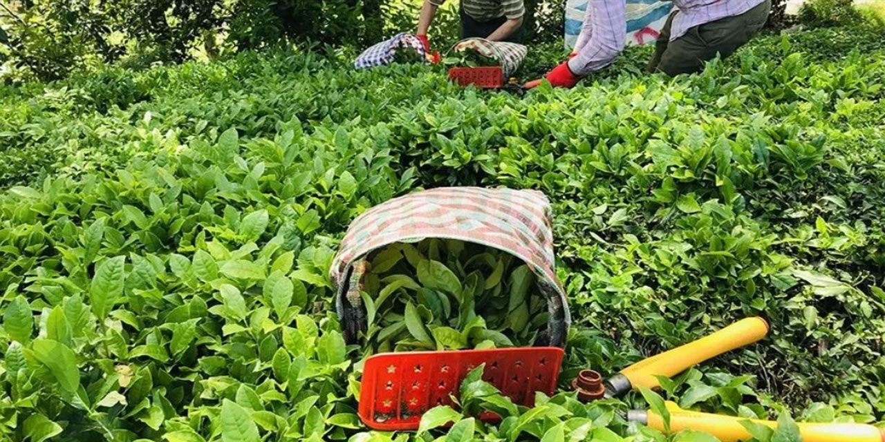 ÇAYKUR, 2. sürgünde 212 bin ton yaş çay aldı