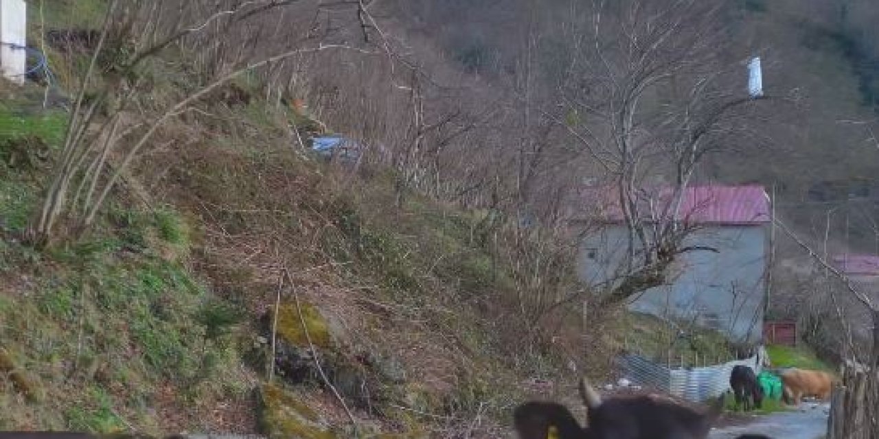 Yamaçta Otlayan Büyükbaşları Balkondan Komuta Ettiği Dronla Ahıra Getirdi