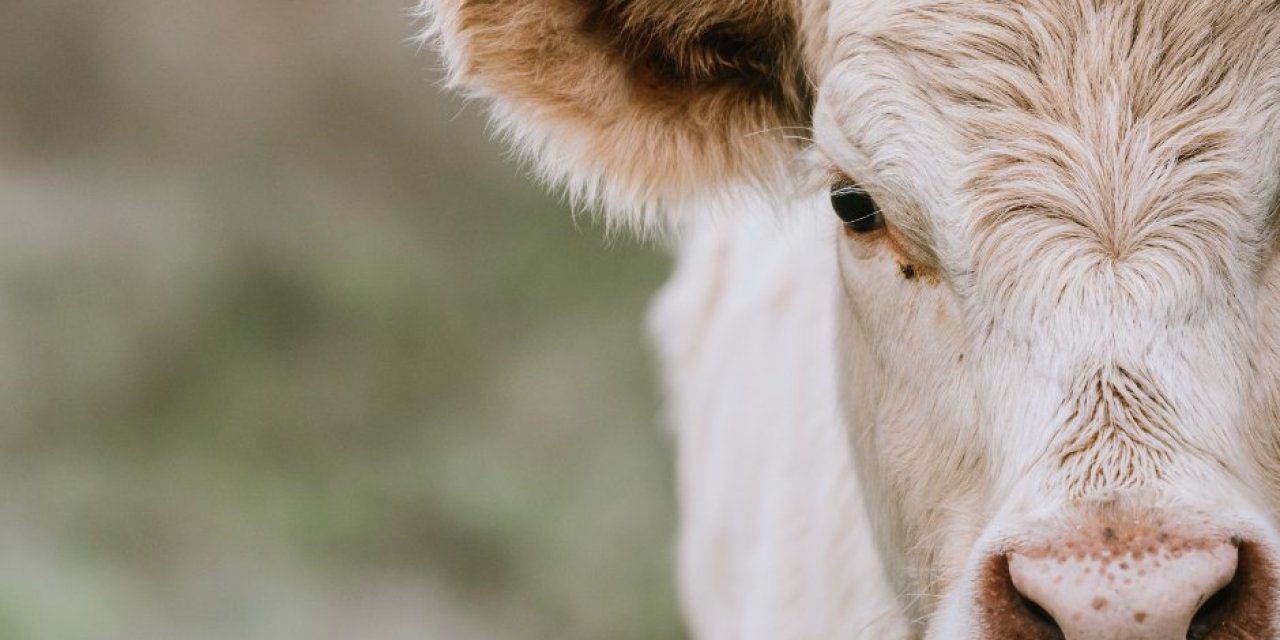 Abd’deki İneklerde Kuş Gribi Tespit Edildi