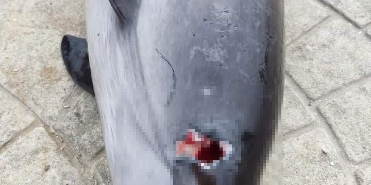 Öldürülen Yunus Sahile Vurdu