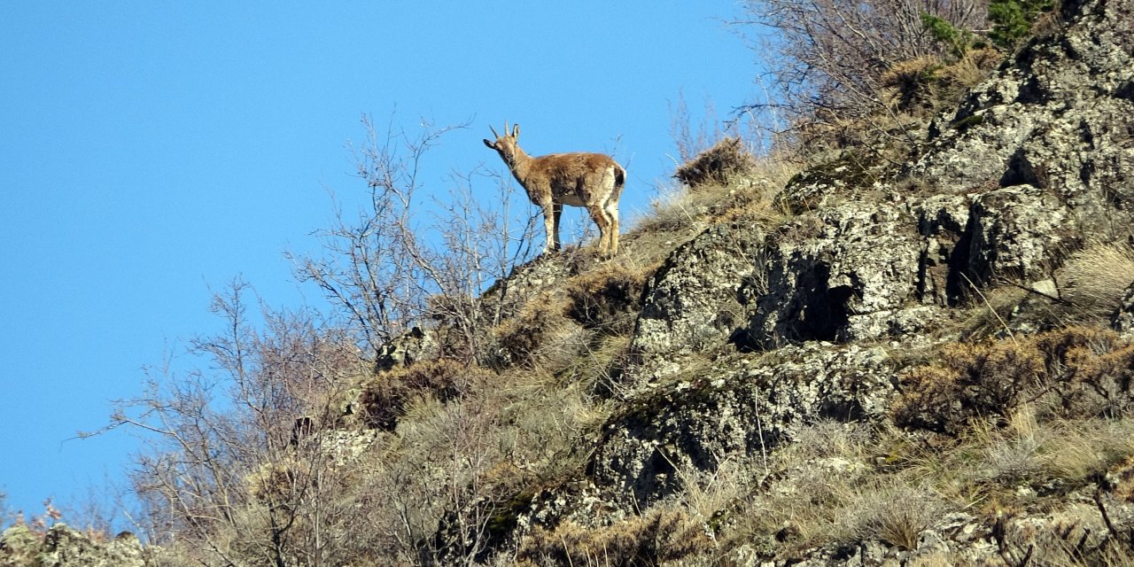 Geminbeli Geçidi'nde Dağ Keçileri Görüntülendi