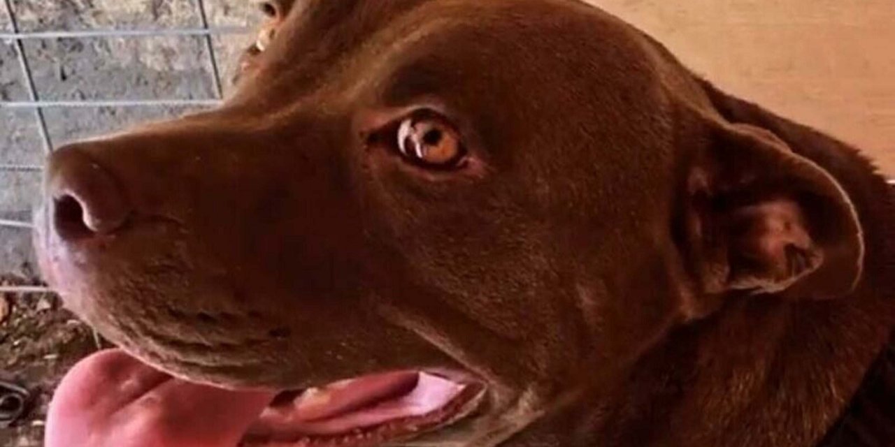 Şila'nın Katiline 'Suç İşleme Eğilimi Ve Pişmanlığı' Bulunmadığı İçin İndirim Yapılmamış