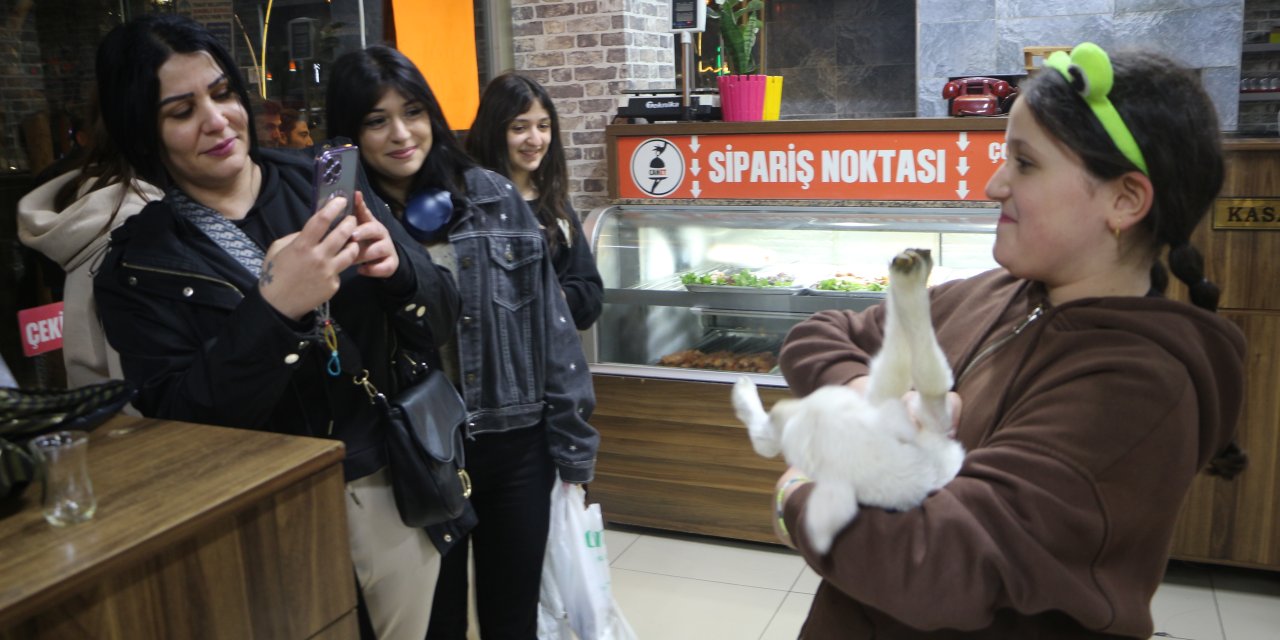 Annesi Ölen Kuzu Lokantanın Maskotu Oldu; Biberonla Besliyorlar