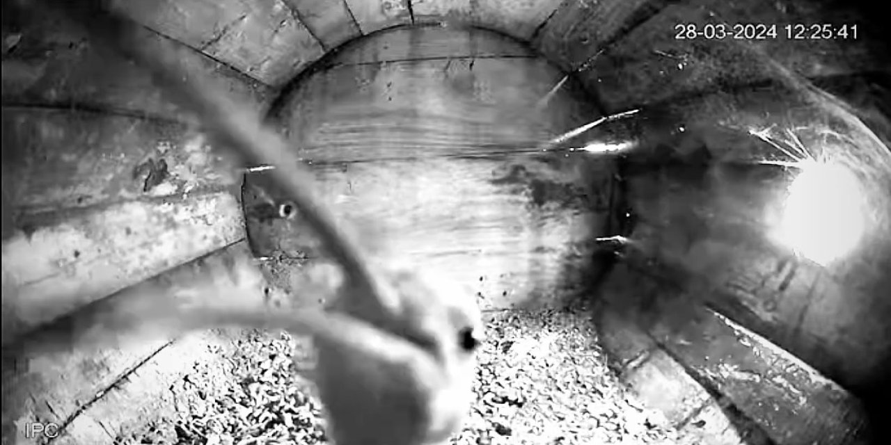 İbibik 'Lisa', 7'nci Yılda Da Aynı Yuvaya Geldi