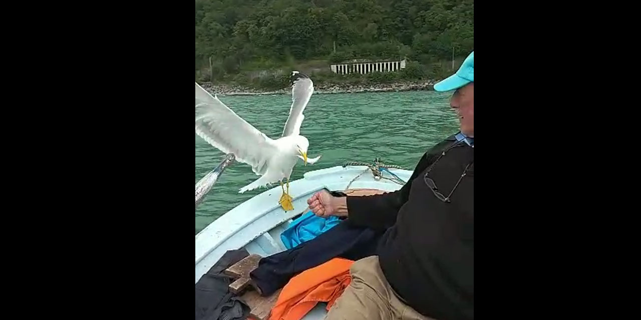 Rize'de basın camiasının duayenlerinden Kadıoğlu'nun martı ile dostluğu