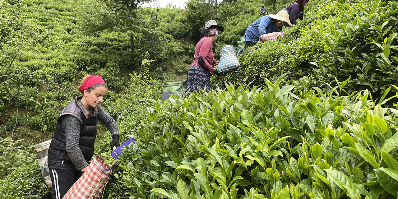 Deprem bölgesinde yapılacak "Çay Sokağı" konutlarına çay üreticilerinden destek