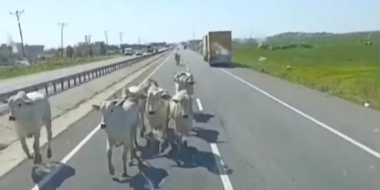 Mardin'de Tır Devrildi; Taşıdığı Büyükbaşlar Dorseden Çıkıp Karayolunda Gezdi