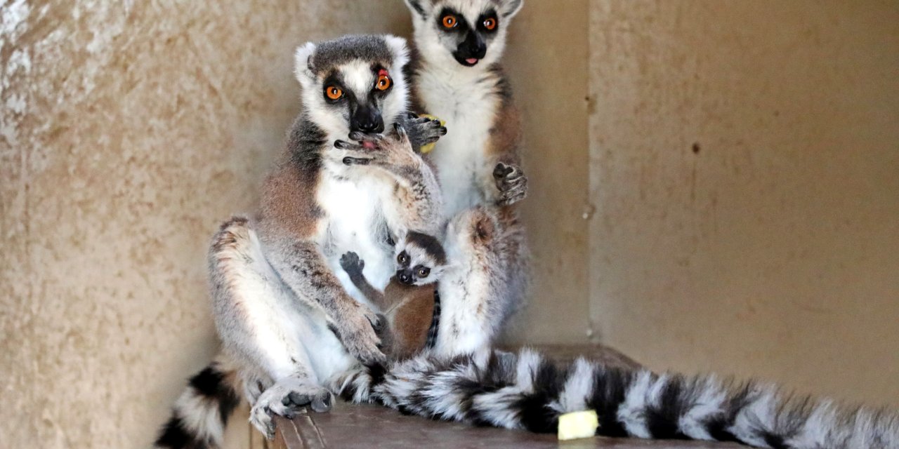 Hayvanat Bahçesinde Yeni Yavru Sevinci