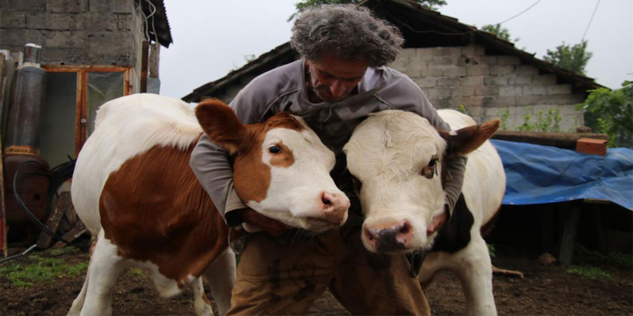 Rize'de emekli öğretmen 12 yıllık melezleme çalışmasında yeni bir tür büyükbaş hayvan elde etmeyi başardı