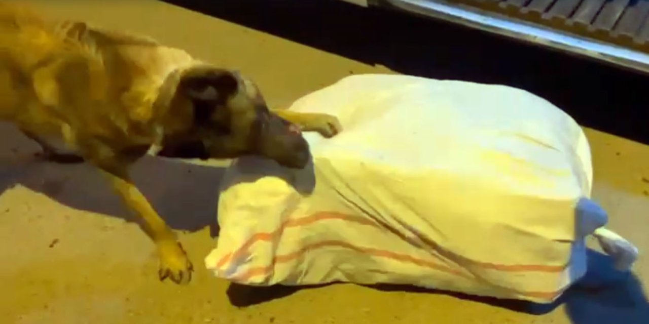 Yolcu Otobüsündeki 23 Kilo Uyuşturucuyu Cesur Buldu