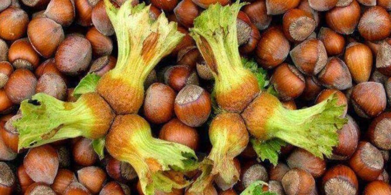 Trabzon'dan 3 ayda 199,6 milyon dolarlık fındık ihraç edildi