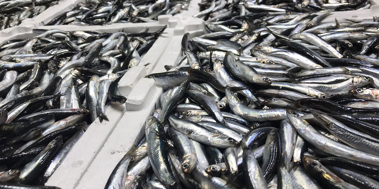 Karadeniz’de Hamsi Göçtü; Ağlar Erken Toplandı