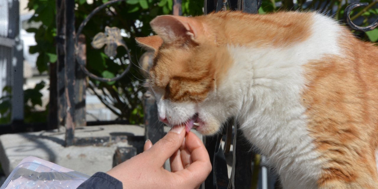 Kediyi Tekmeleyen Market Çalışanına Tepki