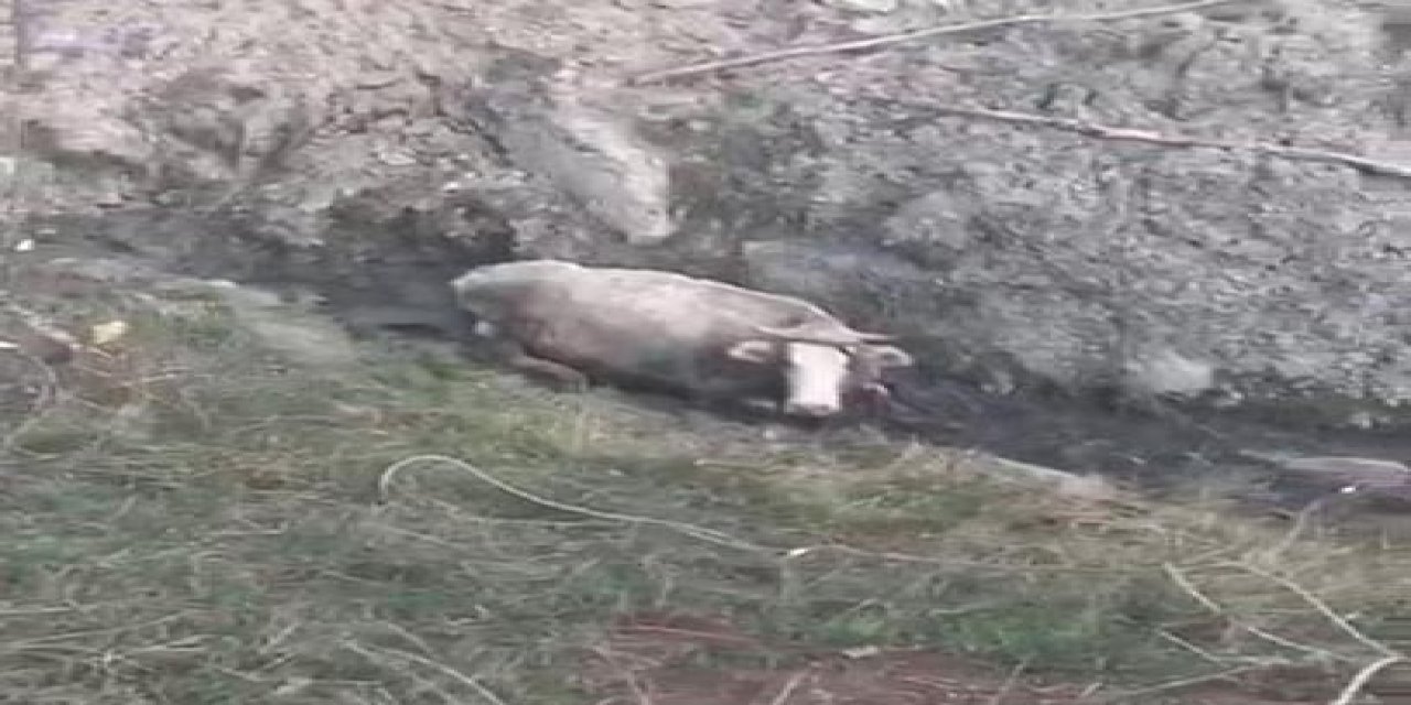 Dereye Düşen Hamile İnek, 5 Saatte Kurtarıldı