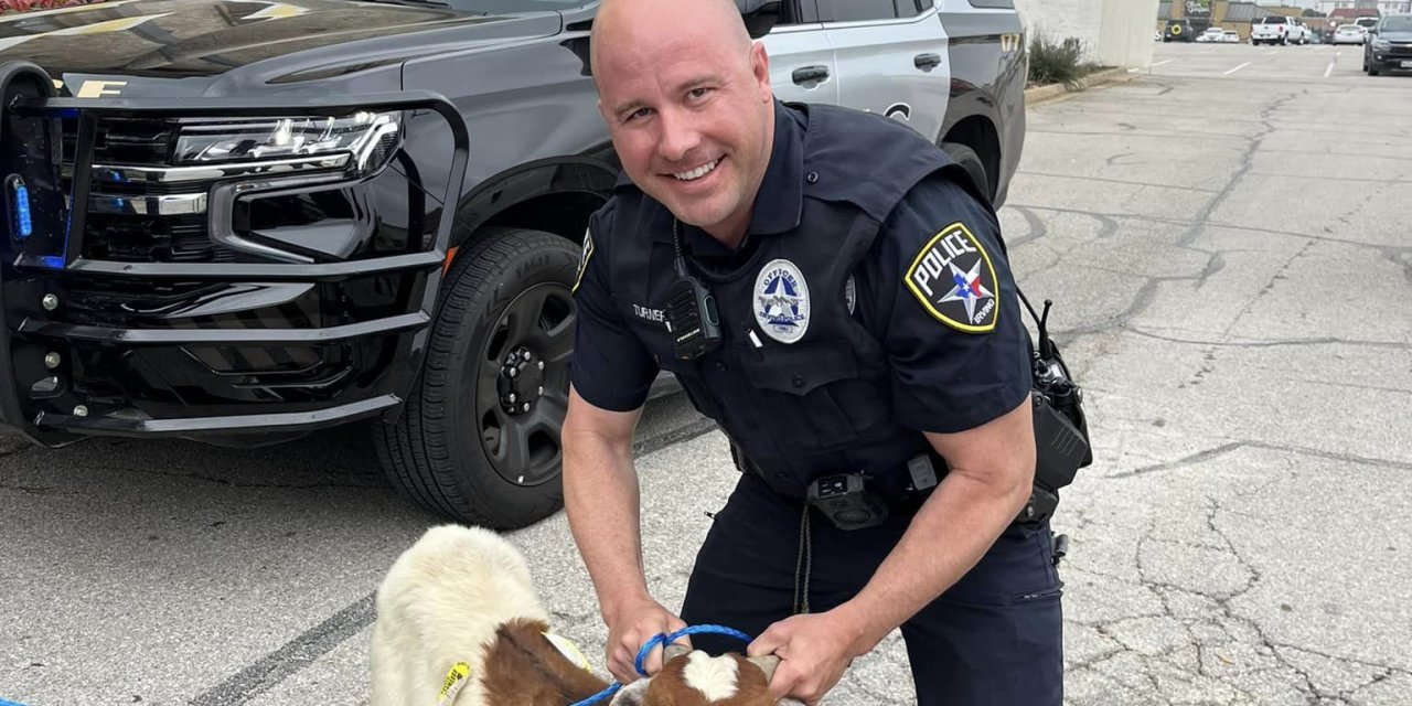 Abd’de Polis, Kaçan Keçiyi ‘Patates Kızartması’ İle Yakalamaya Çalıştı