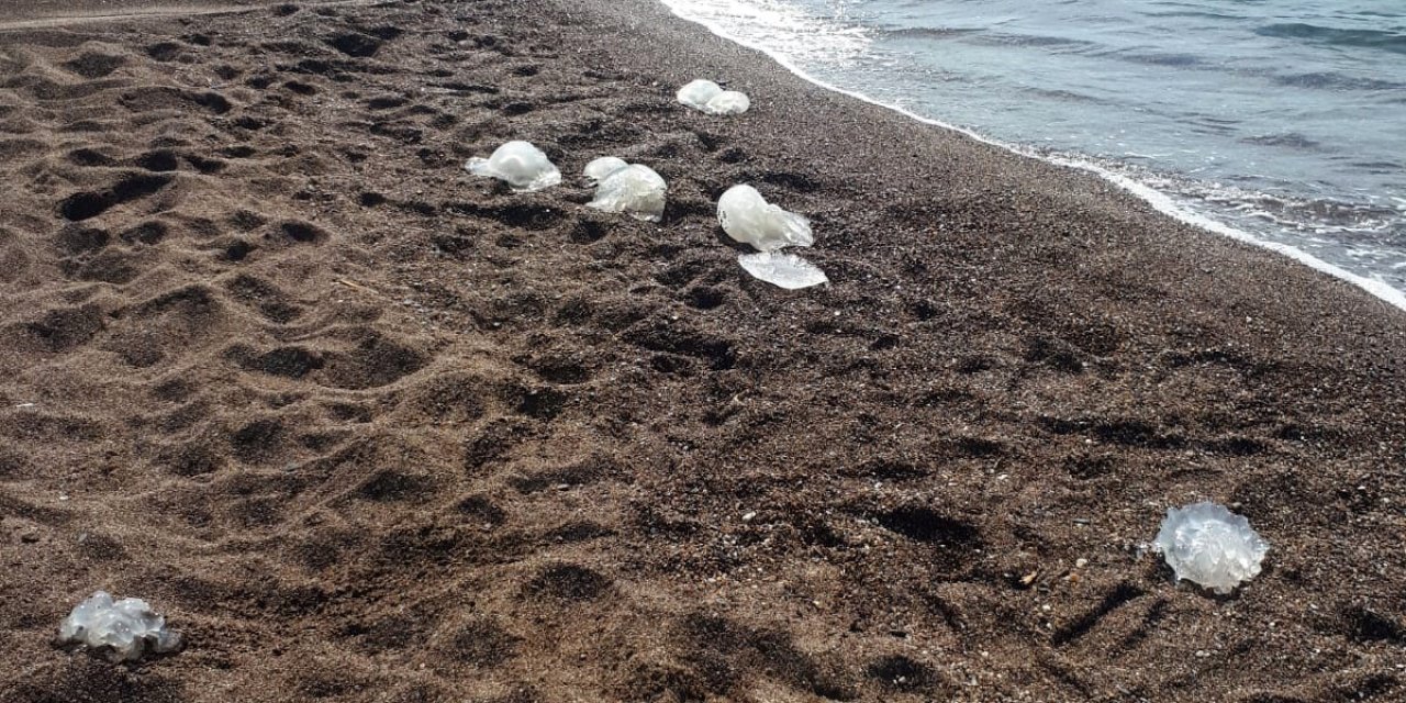 Antalya'da Yüzlerce Denizanası Kıyıya Vurdu