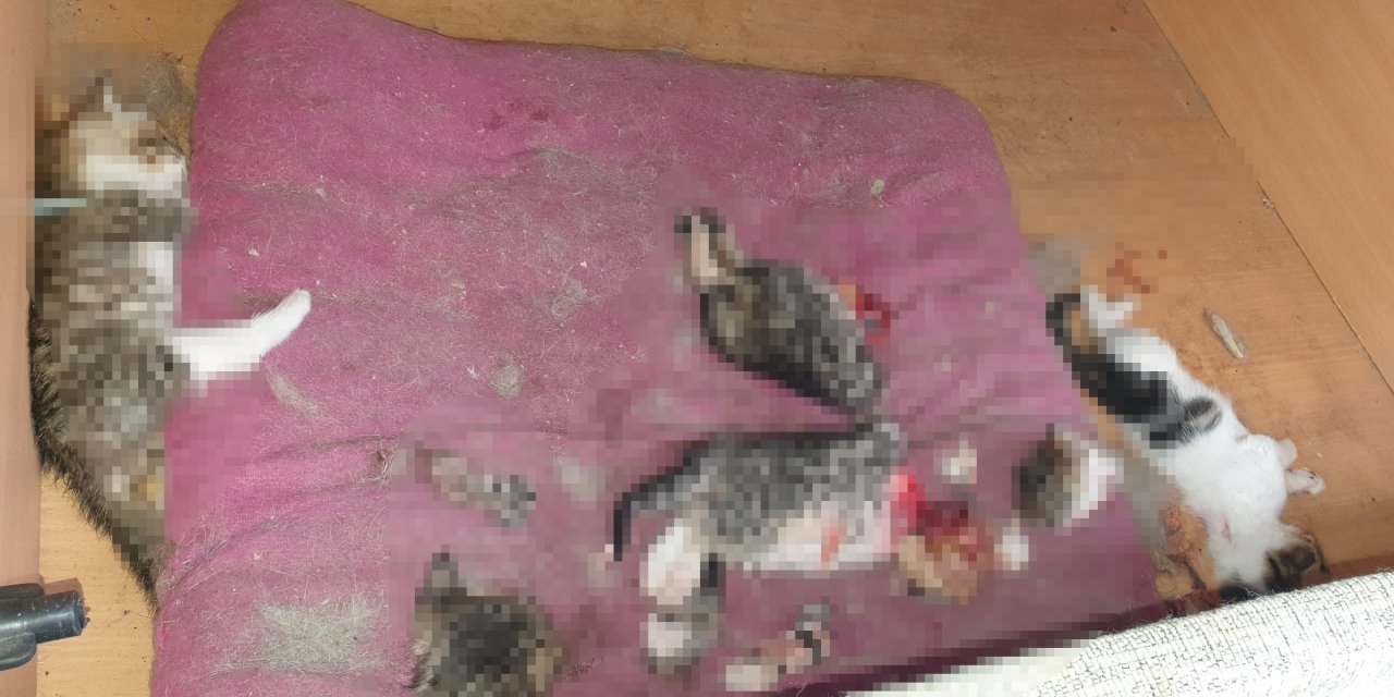 Ankara'da Başları ve Patileri Kesilerek Öldürülmüş 6 Yavru Kedi Bulundu